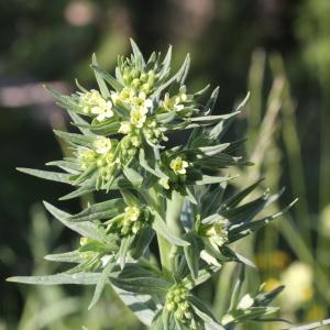 Photographie n°2310879 du taxon Lithospermum officinale L.