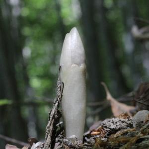 Photographie n°2310885 du taxon Neottia nidus-avis (L.) Rich.