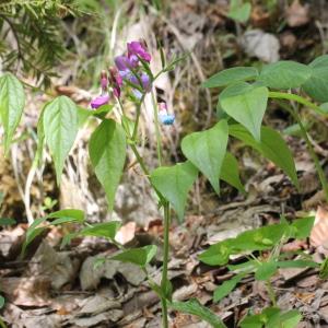 Photographie n°2310895 du taxon Lathyrus vernus (L.) Bernh.