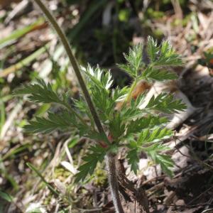 Photographie n°2310901 du taxon Pulsatilla alpina (L.) Delarbre