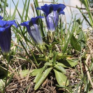 Photographie n°2310912 du taxon Gentiana angustifolia Vill.