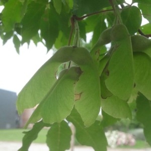 Photographie n°2310920 du taxon Acer pseudoplatanus L. [1753]