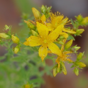 Photographie n°2310996 du taxon Millepertuis perforé