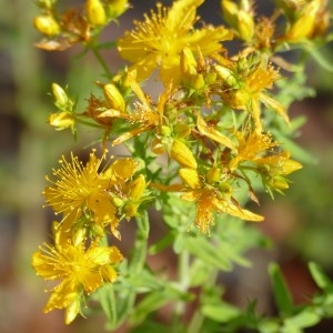Photographie n°2310997 du taxon Millepertuis perforé