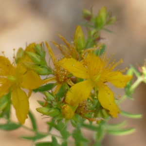 Photographie n°2310998 du taxon Millepertuis perforé