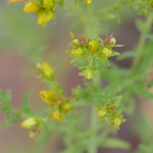 Photographie n°2310999 du taxon Millepertuis perforé