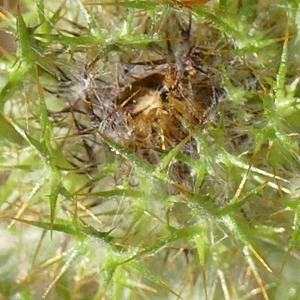 Photographie n°2311015 du taxon Carlina vulgaris L.