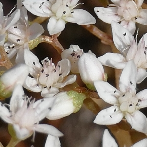 Photographie n°2311034 du taxon Sedum album L.