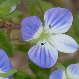  - Veronica persica Poir. [1808]