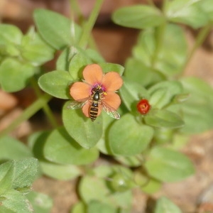 Photographie n°2311055 du taxon Lysimachia arvensis (L.) U.Manns & Anderb.