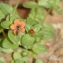  Christine Jourdan - Lysimachia arvensis (L.) U.Manns & Anderb.