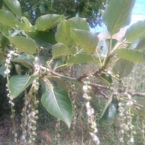 Photographie n°2311056 du taxon Populus nigra L. [1753]