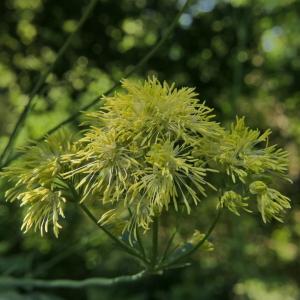 Photographie n°2311104 du taxon Thalictrum speciosissimum L. [1758]