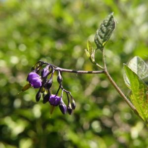 Photographie n°2311113 du taxon Solanum dulcamara L. [1753]