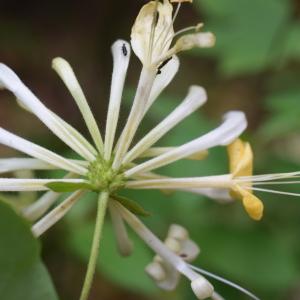 Photographie n°2311126 du taxon Lonicera periclymenum L. [1753]