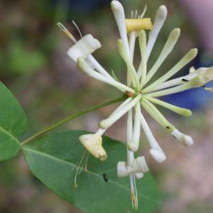 Photographie n°2311127 du taxon Lonicera periclymenum L. [1753]