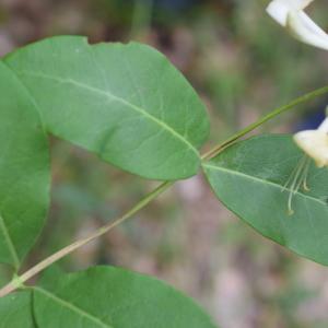 Photographie n°2311128 du taxon Lonicera periclymenum L. [1753]