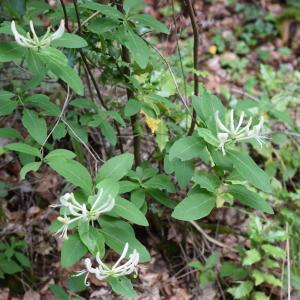Photographie n°2311129 du taxon Lonicera periclymenum L. [1753]