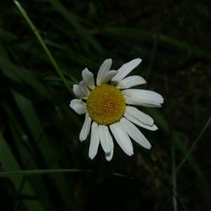 Photographie n°2311135 du taxon Chrysanthemum ircutianum Böcher & Larsen