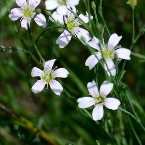 Photographie n°2311136 du taxon Petrorhagia saxifraga (L.) Link [1829]