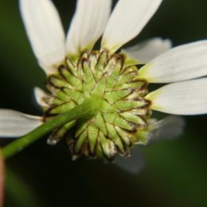 Photographie n°2311142 du taxon Chrysanthemum ircutianum Böcher & Larsen