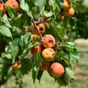 Photographie n°2311186 du taxon Prunus armeniaca L. [1753]
