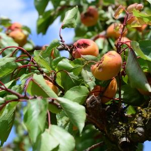 Photographie n°2311187 du taxon Prunus armeniaca L. [1753]
