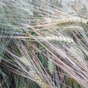 Photographie n°2311203 du taxon Hordeum vulgare L. [1753]