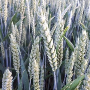 Photographie n°2311205 du taxon Triticum aestivum L. [1753]