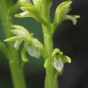 Photographie n°2311247 du taxon Corallorhiza trifida Châtel.