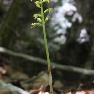 Photographie n°2311248 du taxon Corallorhiza trifida Châtel.