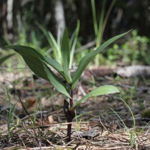 Photographie n°2311254 du taxon Epipactis atrorubens (Hoffm.) Besser [1809]