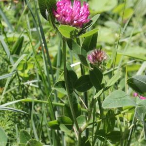 Photographie n°2311257 du taxon Trifolium medium L. [1759]