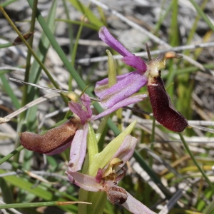  - Ophrys drumana P.Delforge