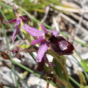  - Ophrys drumana P.Delforge