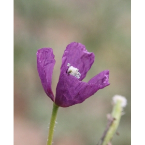 Roemeria latiloba Fedde (Roemérie hybride)