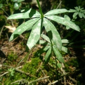 Photographie n°2311452 du taxon Galium sylvaticum L. [1762]