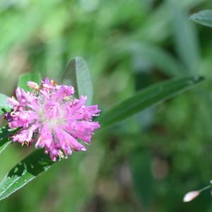 Photographie n°2311457 du taxon Trifolium pratense L. [1753]