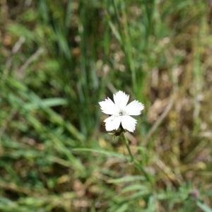 Photographie n°2311498 du taxon Dianthus carthusianorum L. [1753]