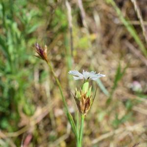 Photographie n°2311499 du taxon Dianthus carthusianorum L. [1753]