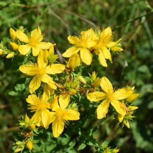 Photographie n°2311513 du taxon Hypericum perforatum L. [1753]