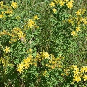 Photographie n°2311515 du taxon Hypericum perforatum L. [1753]