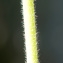  Liliane Roubaudi - Chaerophyllum villarsii W.D.J.Koch [1837]