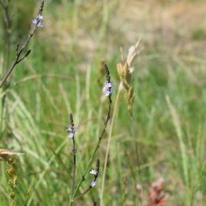 Photographie n°2311560 du taxon Verbena officinalis L. [1753]