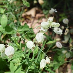 Photographie n°2311569 du taxon Silene vulgaris (Moench) Garcke [1869]