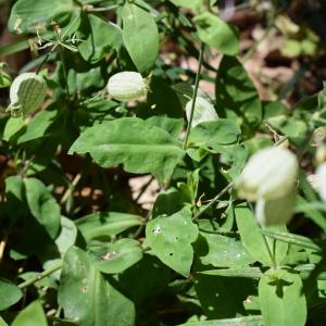 Photographie n°2311570 du taxon Silene vulgaris (Moench) Garcke [1869]