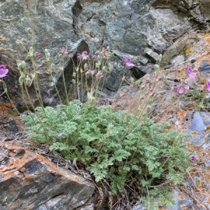  - Erodium glandulosum (Cav.) Willd. [1800]