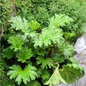 Photographie n°2311581 du taxon Gunnera L. [1767]