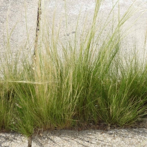 Photographie n°2311590 du taxon Poaceae