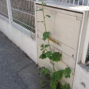 Photographie n°2311602 du taxon Alcea rosea L.
